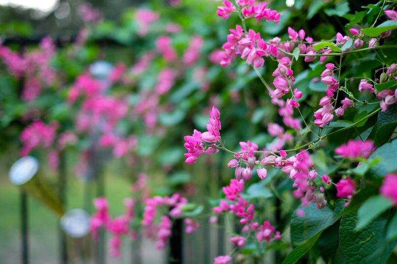 Train The Vines Over A Pergola For Shade