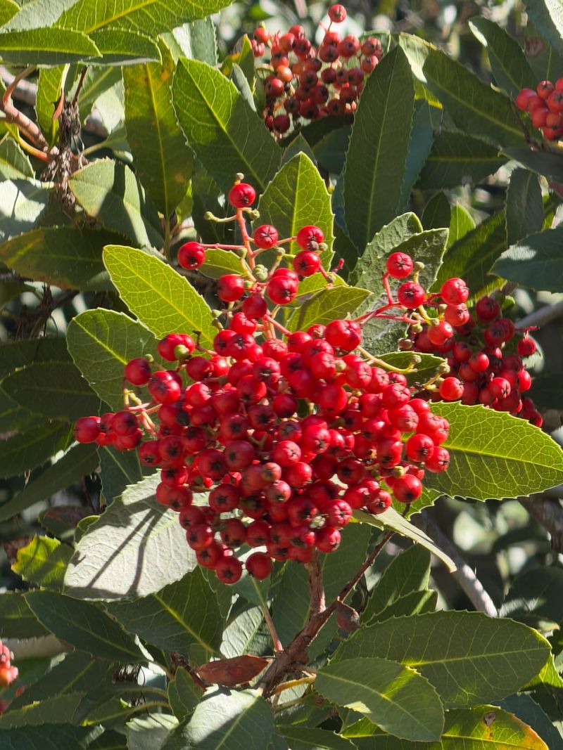 Train Toyon Into An Evergreen Tree Train Toyon Into An Evergreen Tree