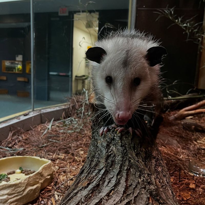 Traits That Give This Opossum Away