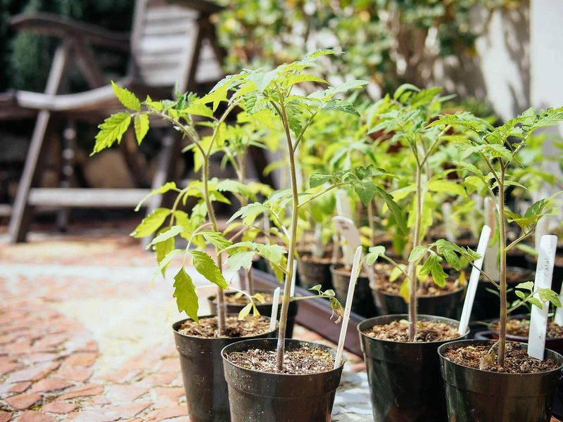 Transplant At The Right Time For A Successful Fall Harvest