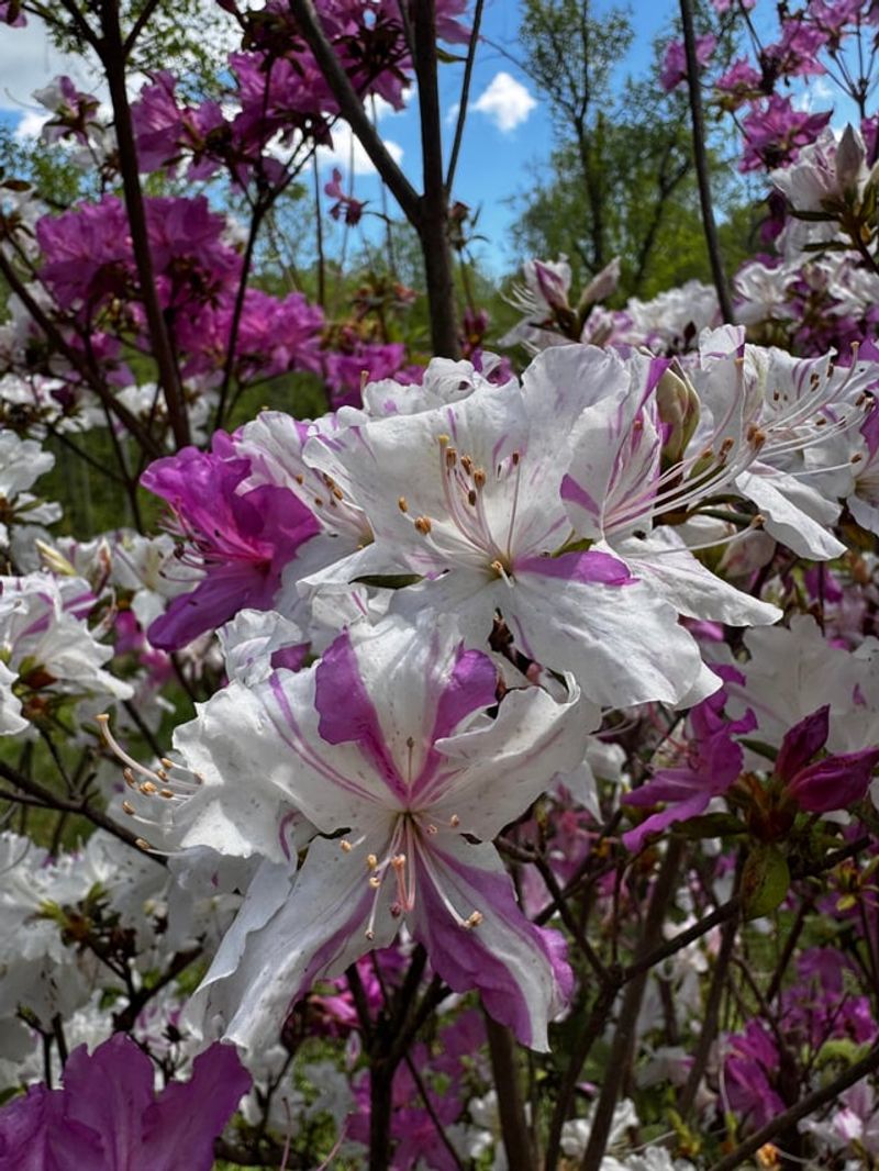 Transplant Azaleas Before Winter Root Growth