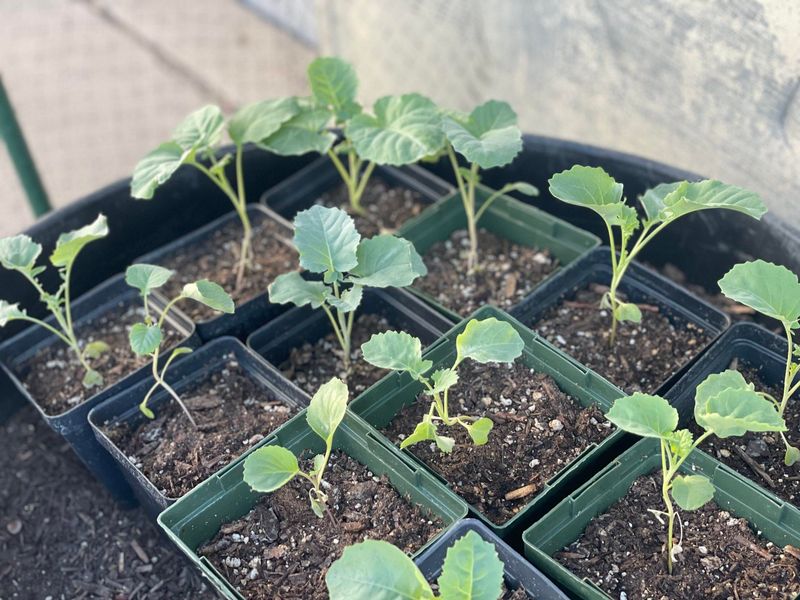 Transplant Brassicas Near Sunset