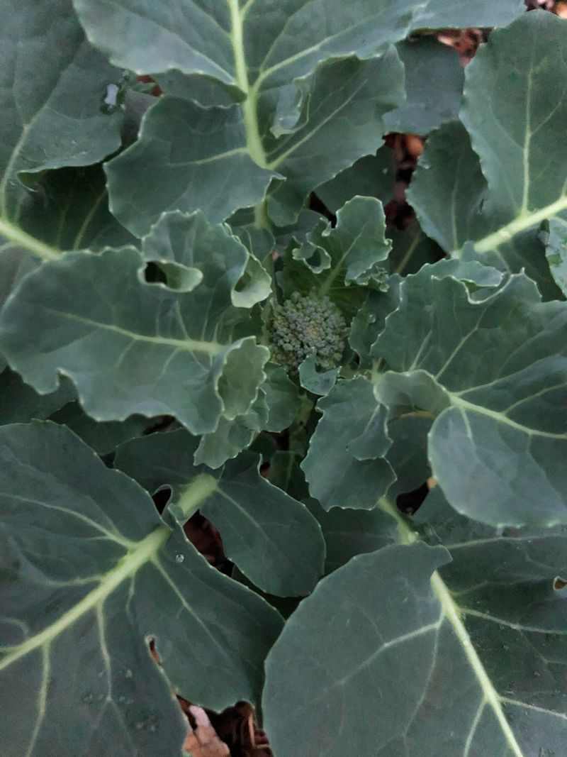 Transplant Broccoli Before The Season Gets Late Transplant Broccoli Before The Season Gets Late