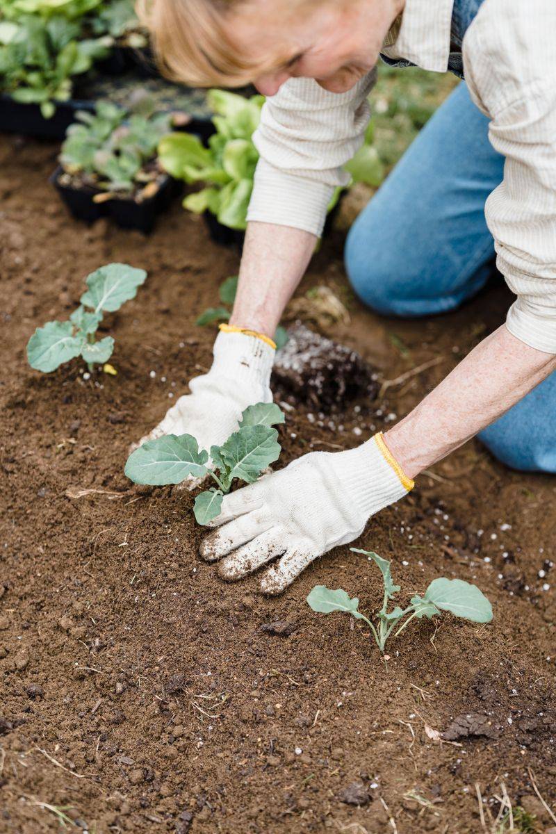 Transplant Fall Broccoli And Cabbage Seedlings