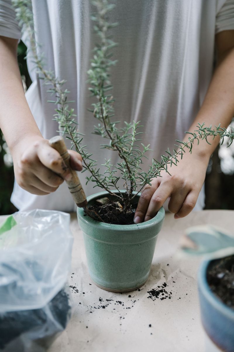 Transplant Once Roots Are Established Transplant Once Roots Are Established