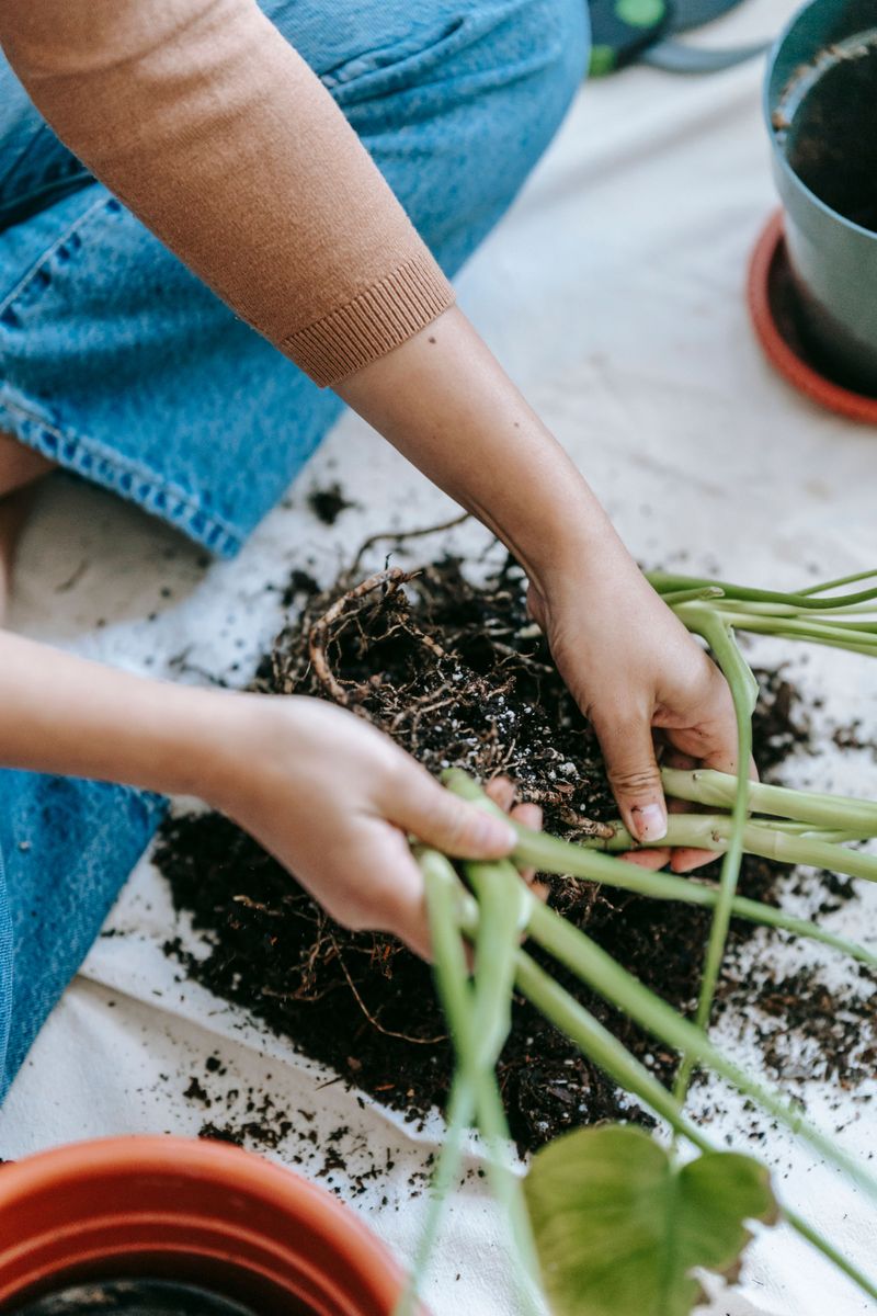 Transplant Shock Affecting New Plantings Transplant Shock Affecting New Plantings