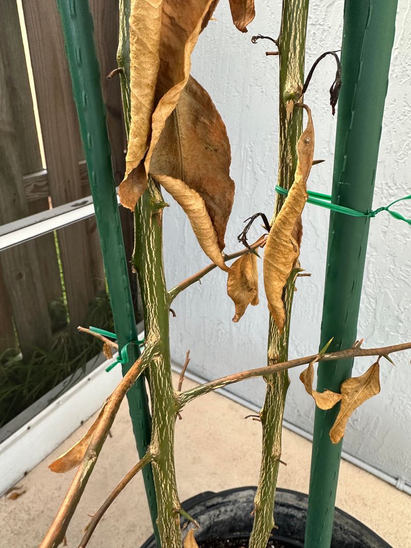 Transplant Shock Explains Wilting Despite Proper Watering Transplant Shock Explains Wilting Despite Proper Watering
