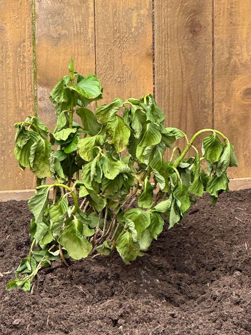 Transplant Shock Shows Up Weeks Later