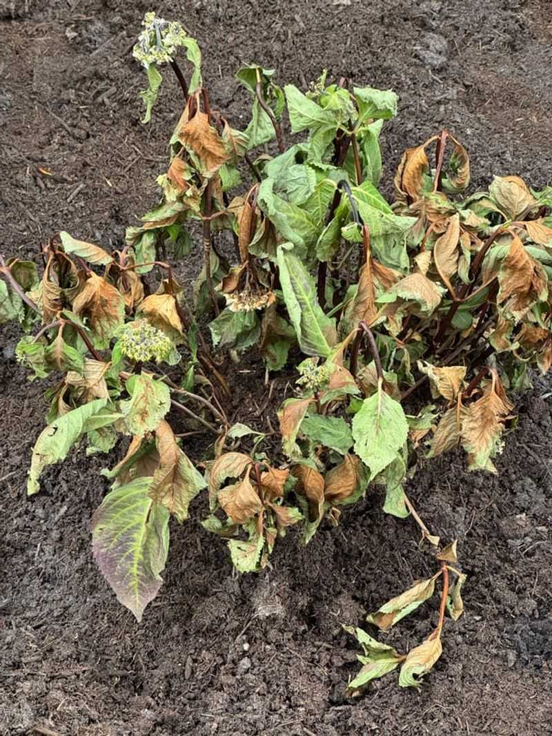Transplant Shock Triggers Temporary Leaf Browning Transplant Shock Triggers Temporary Leaf Browning