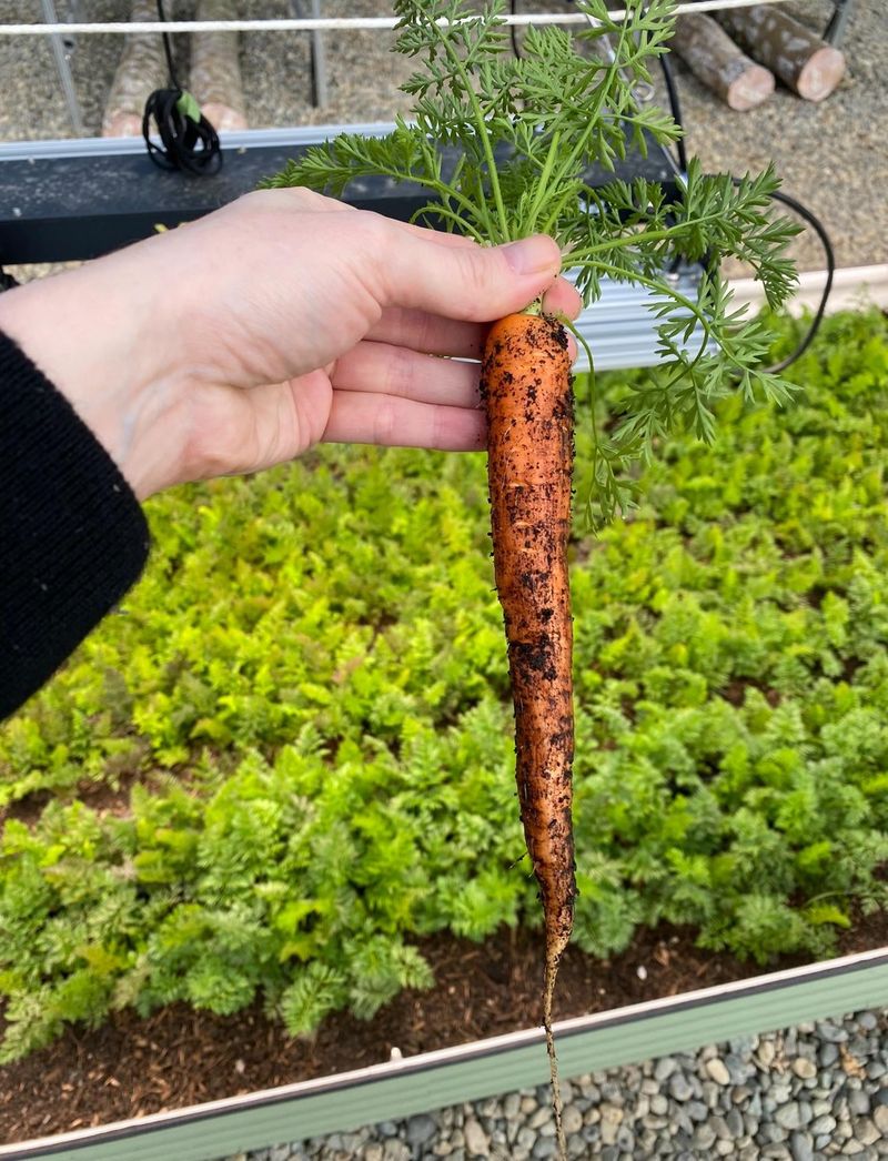 Transplanting Roots Creates Crooked Results
