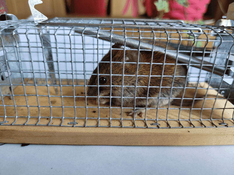 Traps And Barriers Help Reduce Vole Populations Traps And Barriers Help Reduce Vole Populations