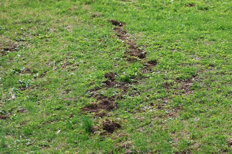 Traps Work Best In The Right Runways