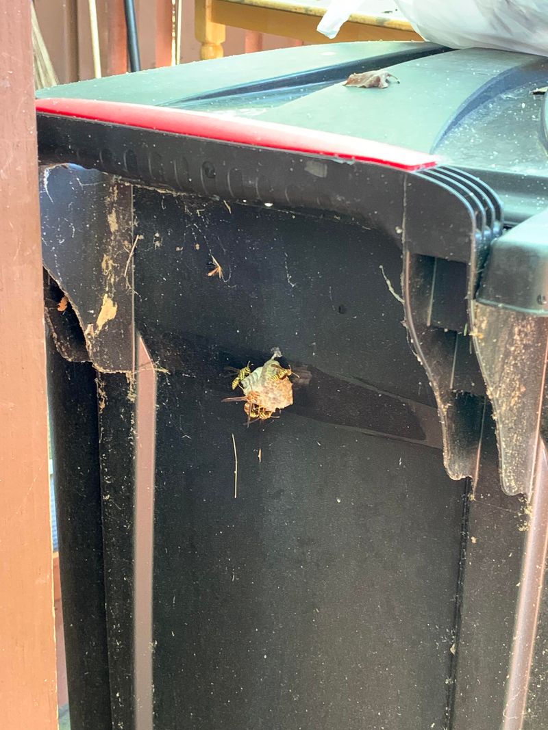 Trash And Recycling Can Turn The Porch Into A Food Stop