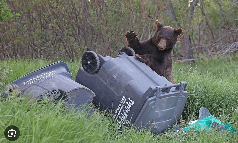 Trash Cans Start Smelling Extra Tempting In The Heat