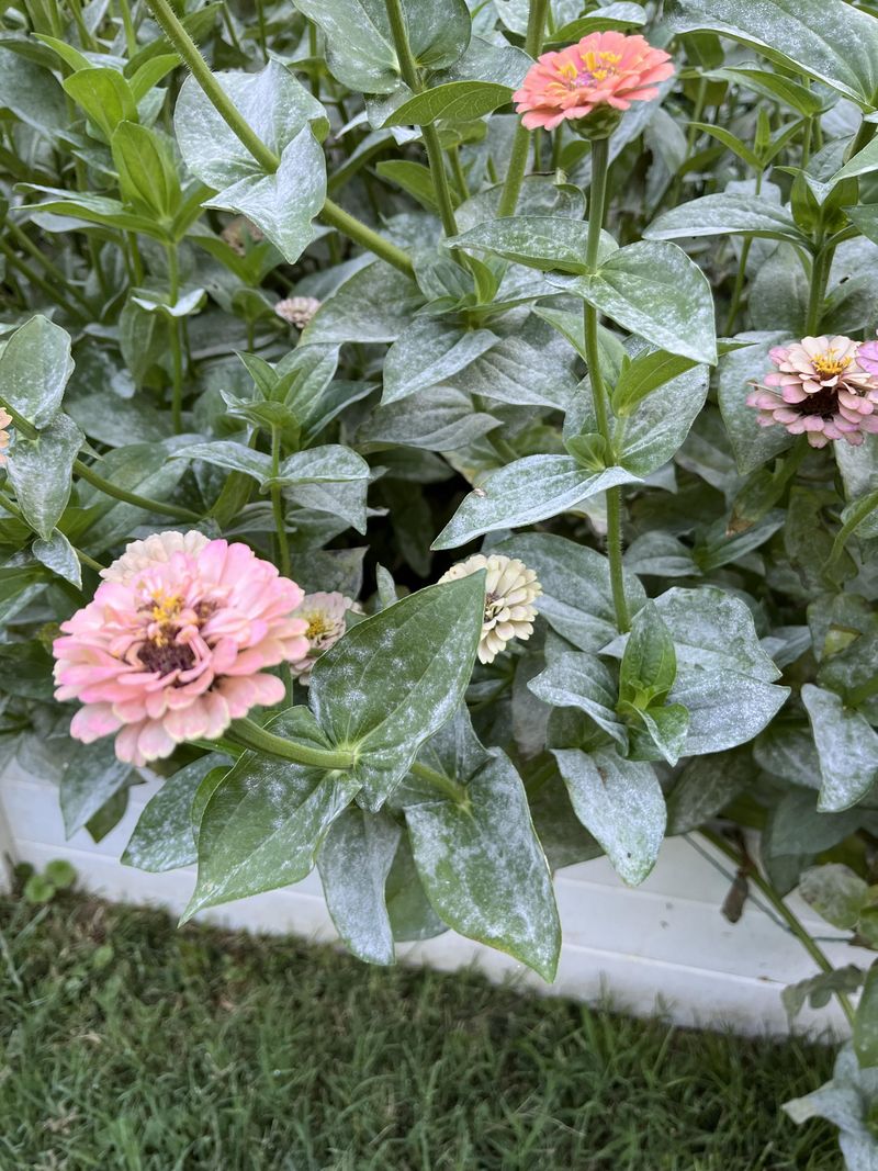 Treat Early If A Fungicide Is Needed