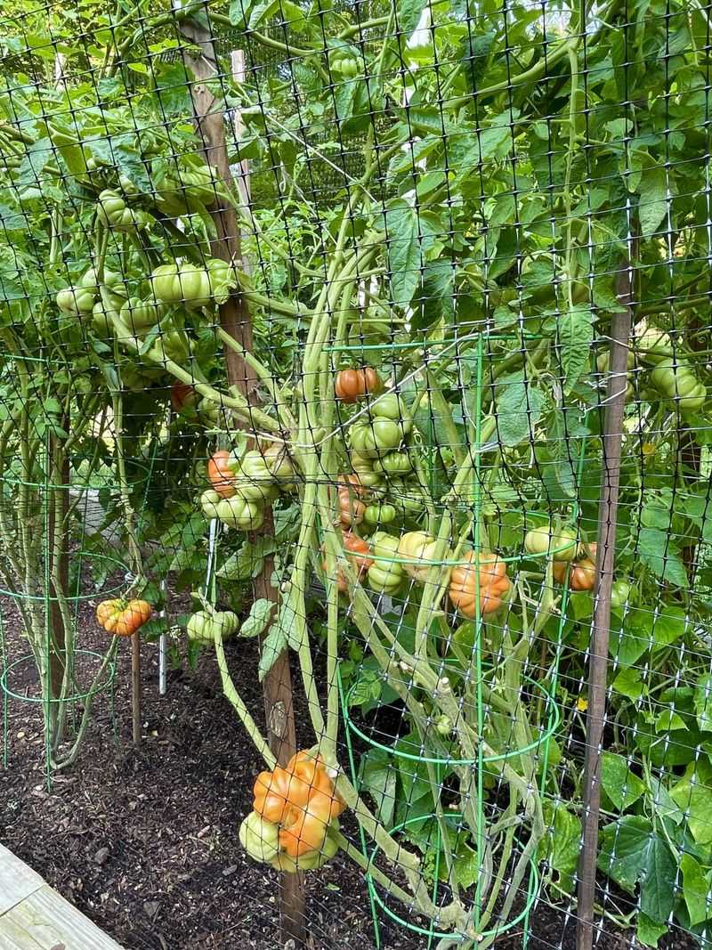 Treat Fast Dark Patches As A Late Blight Alert Treat Fast Dark Patches As A Late Blight Alert