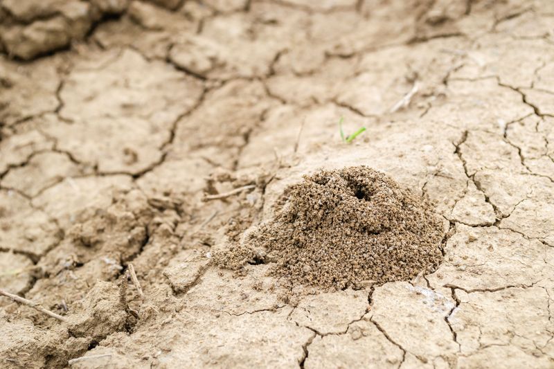 Treat Individual Mounds With A Direct Drench