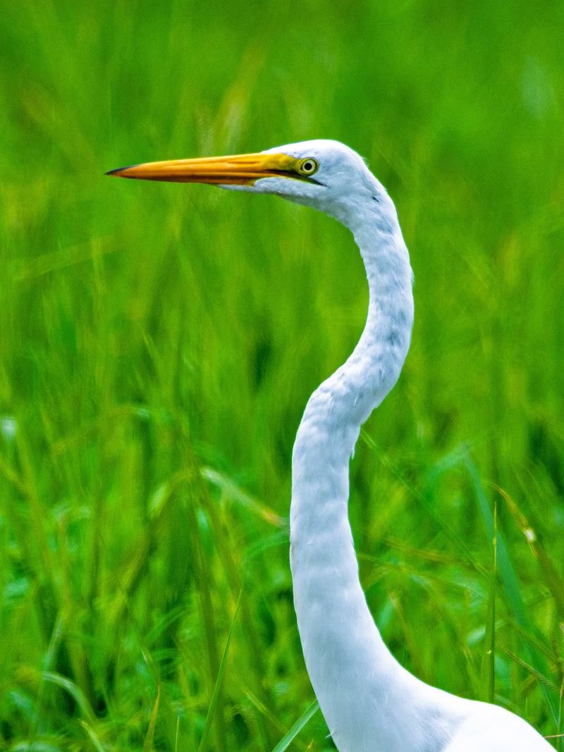 Treat Its Arrival As A Healthy Wildlife Moment