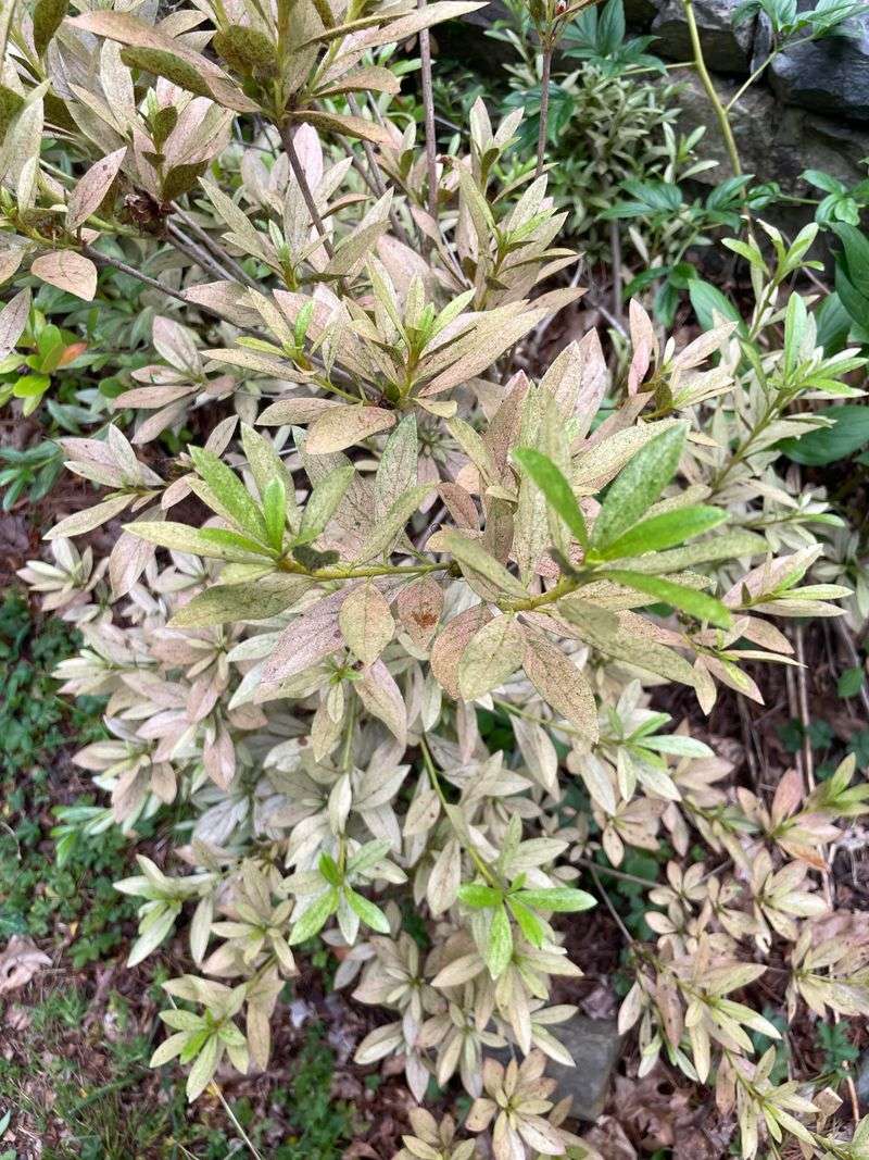 Treat Lace Bugs Before Fall Arrives