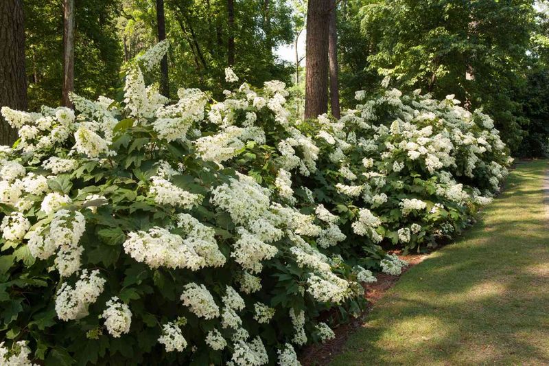 Treat Oakleaf Hydrangeas Like Old Wood Matters