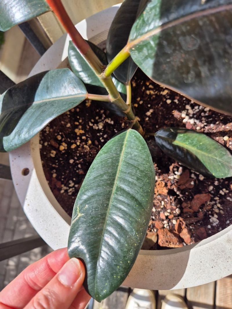 Treat Outdoor Pests First Treat Outdoor Pests First