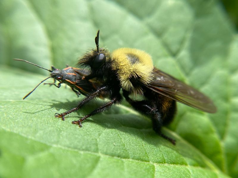 Treat Robber Flies As Generalist Predators Treat Robber Flies As Generalist Predators