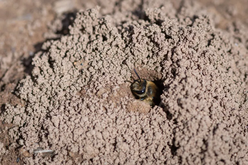 Treat Small Soil Mounds As Normal Excavation Treat Small Soil Mounds As Normal Excavation