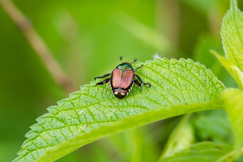 Treat Soil To Prevent Future Beetle Grubs