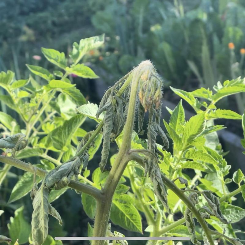 Treat Sudden Green Wilt As A Bacterial Wilt Clue Treat Sudden Green Wilt As A Bacterial Wilt Clue