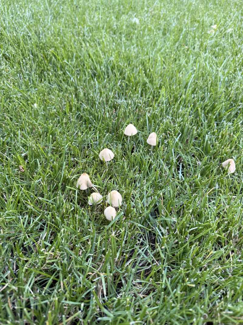 Treat The Caps As Temporary Fruiting Bodies Treat The Caps As Temporary Fruiting Bodies