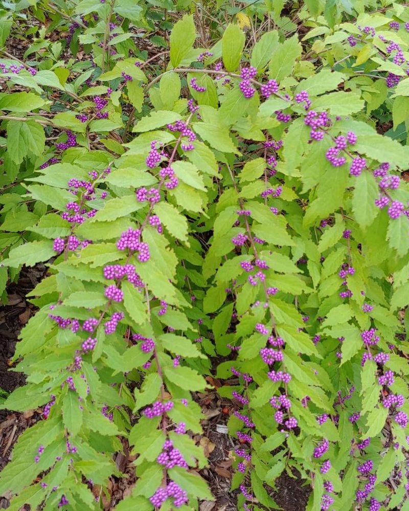 Treat The Plant As Help, Not A Force Field