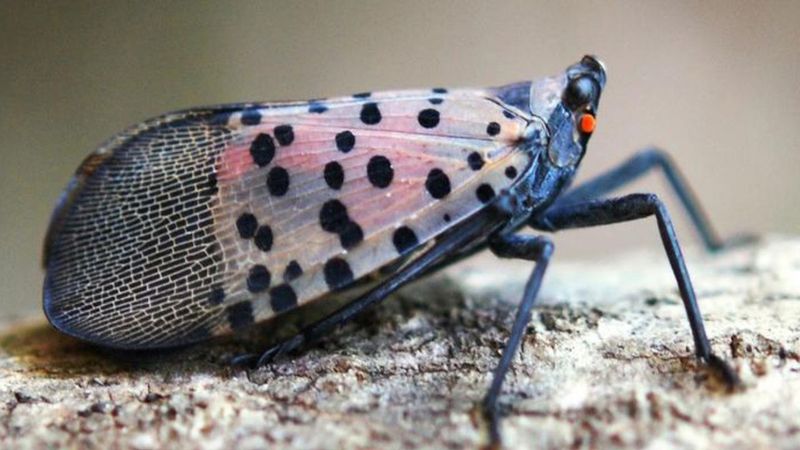 Treat The Sighting As An Early Warning Treat The Sighting As An Early Warning