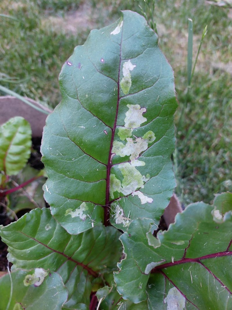 Treating Affected Leaves Without Losing The Harvest Treating Affected Leaves Without Losing The Harvest