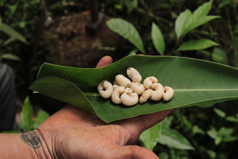 Treating An Active Grub Infestation