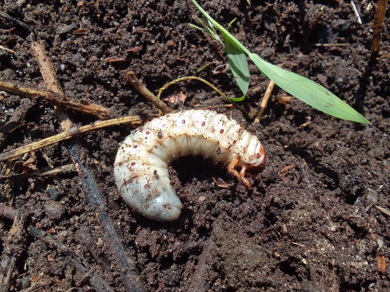 Treating The Grubs Removes The Reason For The Digging