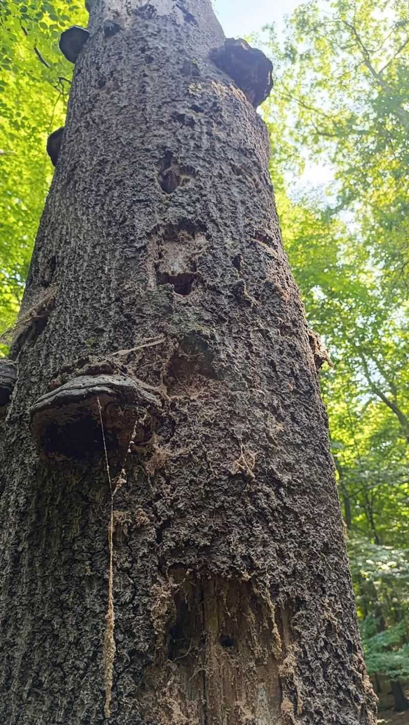 Treatment Options For Trees Affected By This Beetle Treatment Options For Trees Affected By This Beetle