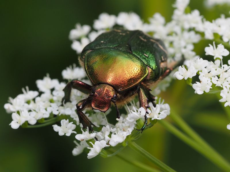 Treatment Options That Protect Pollinators Too Treatment Options That Protect Pollinators Too