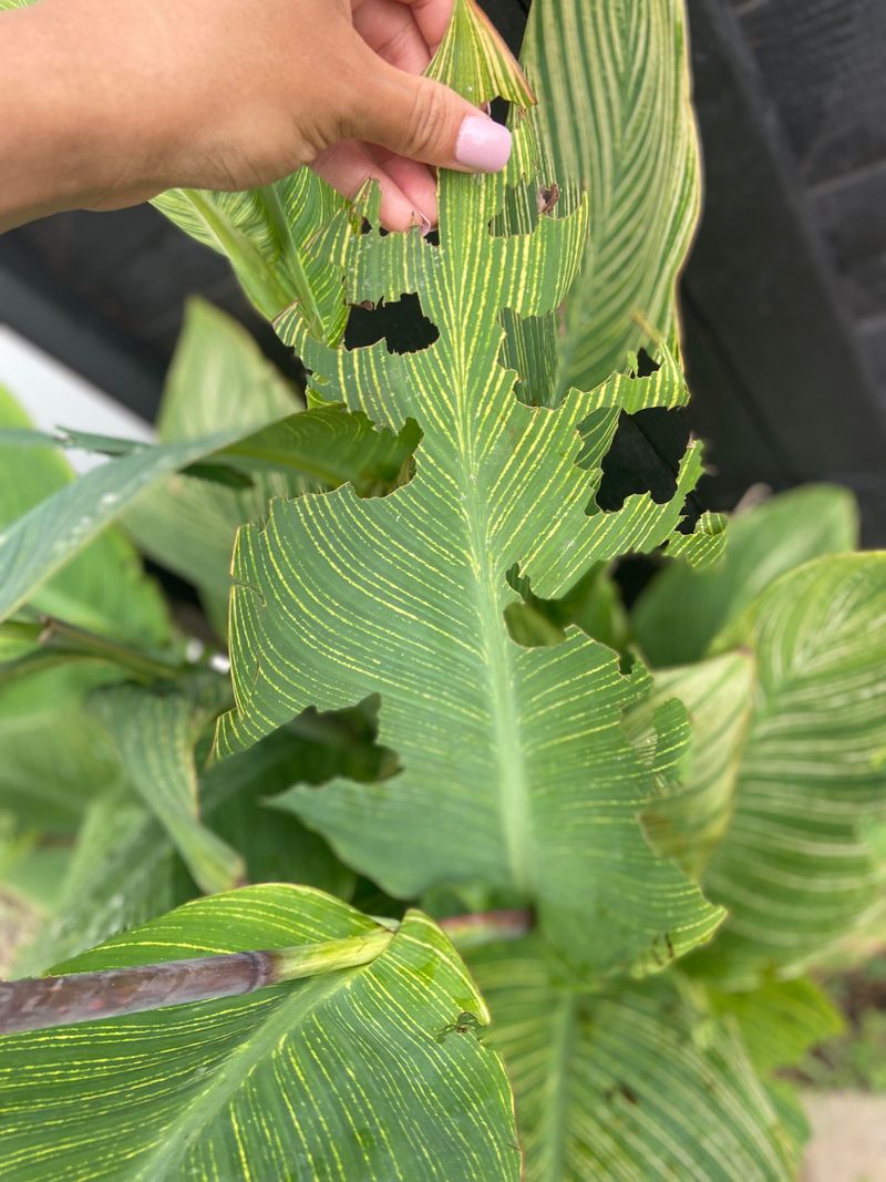 Treatment Options That Protect Your Plants Treatment Options That Protect Your Plants