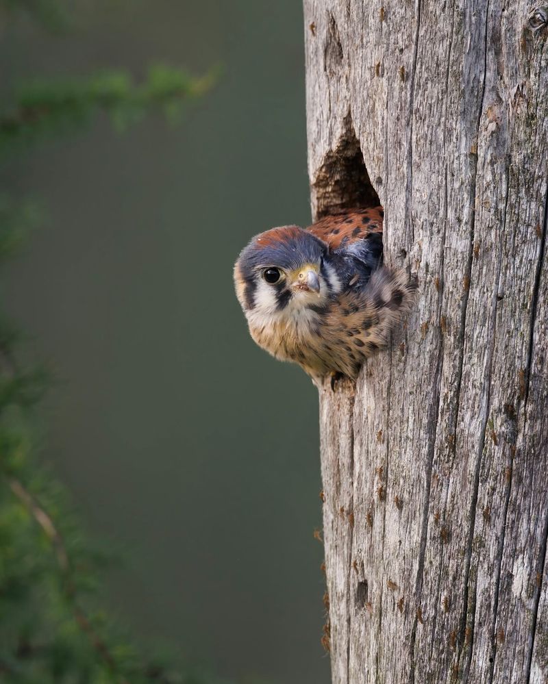 Tree Cavities Provide Safe Nesting Sites Tree Cavities Provide Safe Nesting Sites