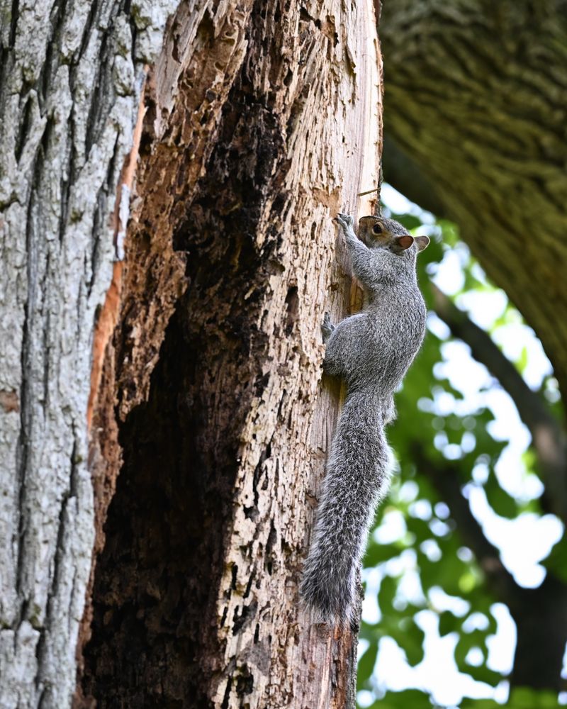 Tree Health After A Heavy Clipping Season