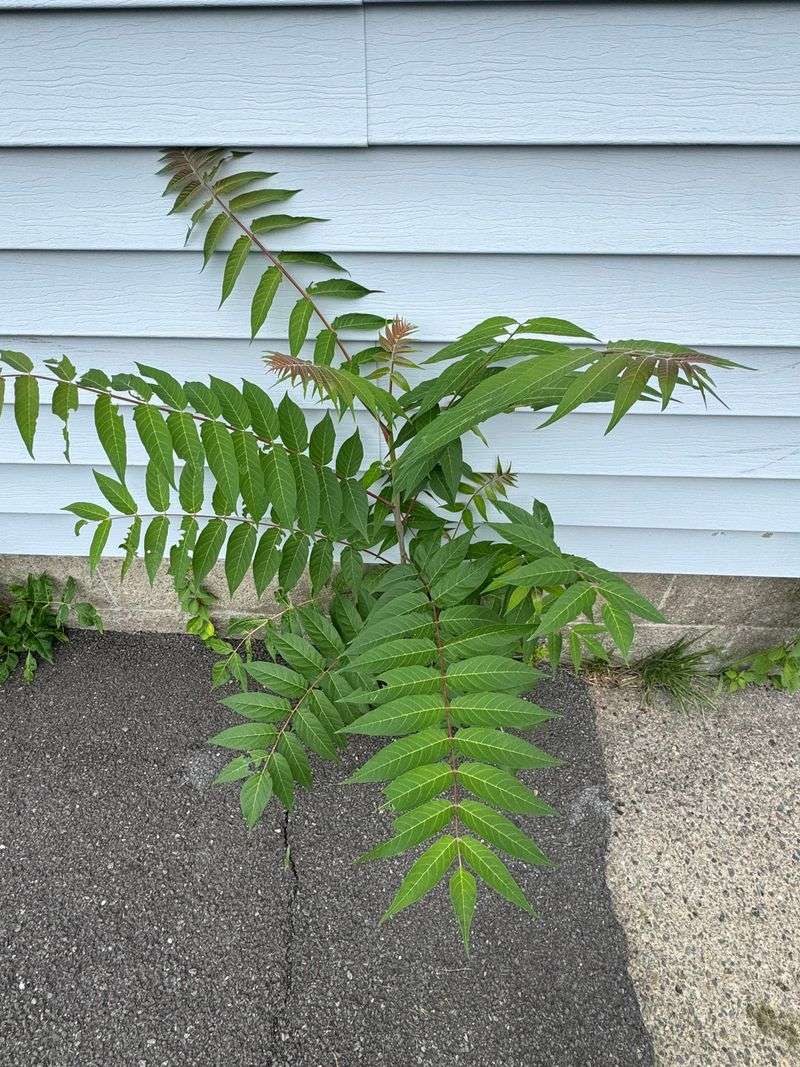 Tree Of Heaven Spreads Faster Than Homeowners Realize Tree Of Heaven Spreads Faster Than Homeowners Realize