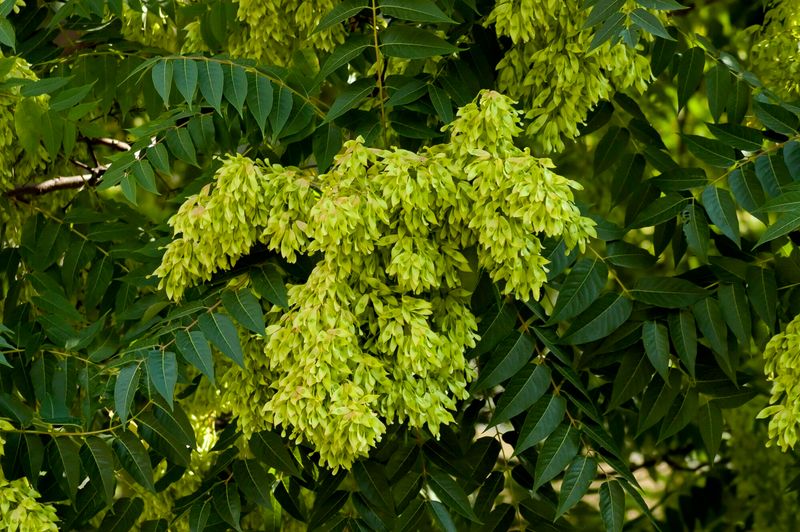 Tree-Of-Heaven Went From Ornamental To Outlawed