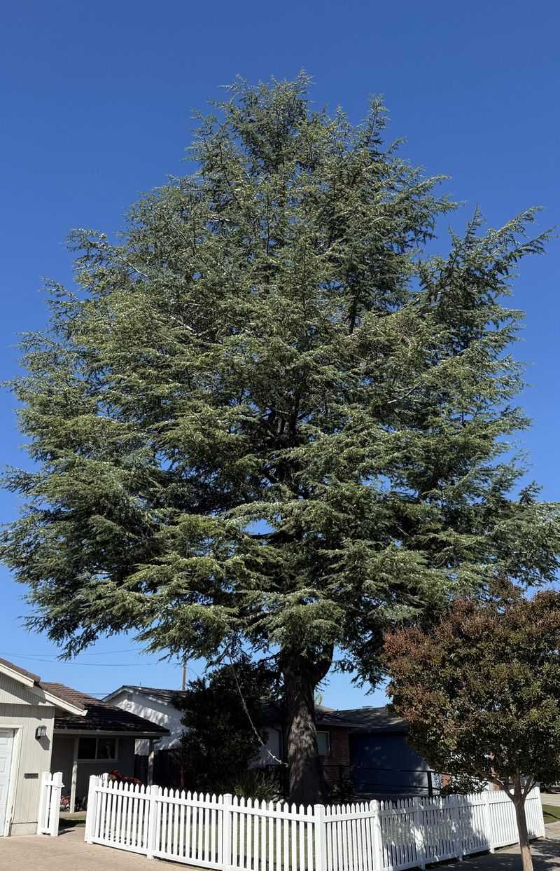 Tree Removal Notices Should Explain The Rule Being Enforced