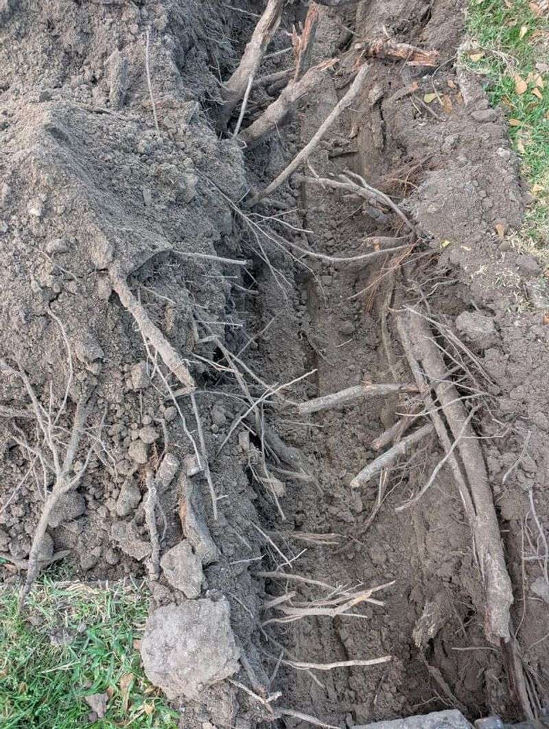 Tree Roots Can Be Hard To Blame With Certainty Tree Roots Can Be Hard To Blame With Certainty