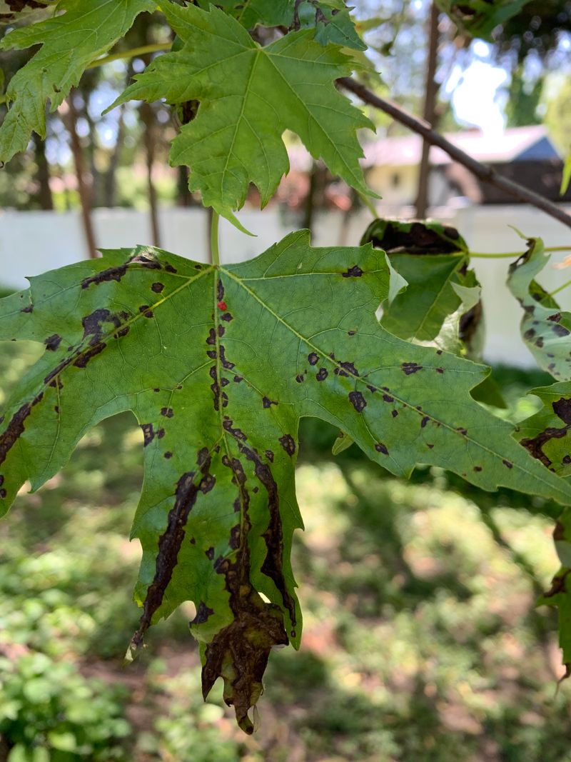 Tree Species Most Likely To Drop Leaves Early