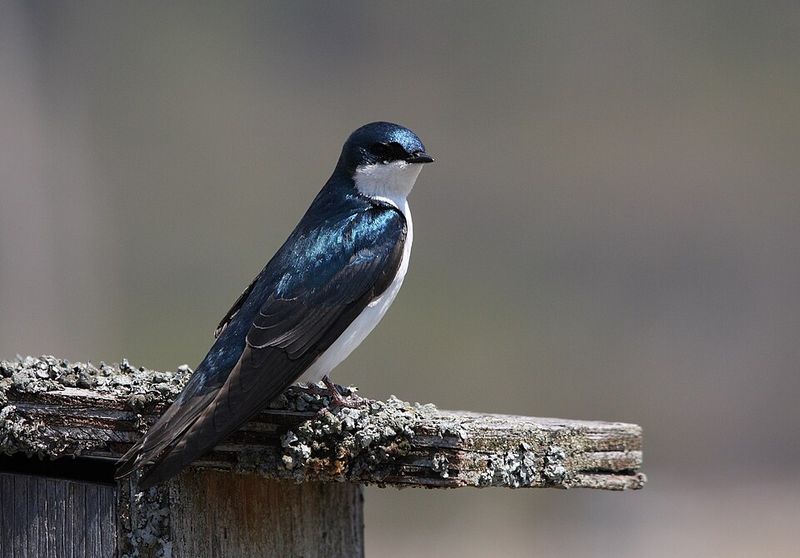 Tree Swallow