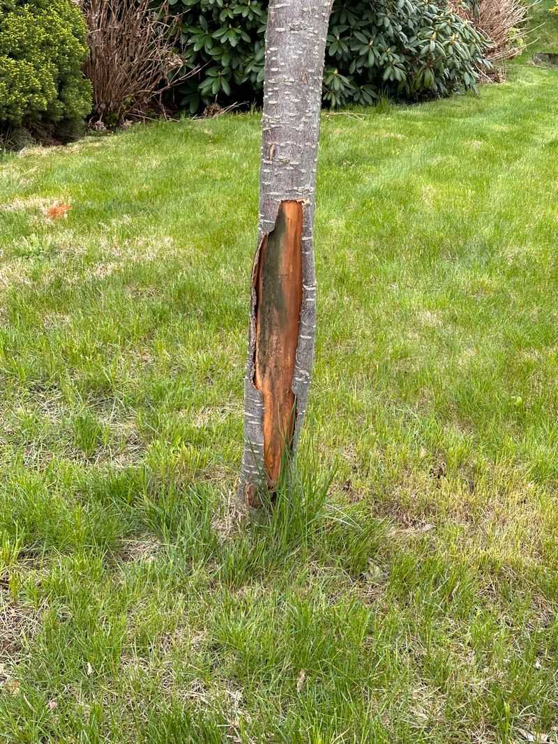 Trees And Locations Most At Risk