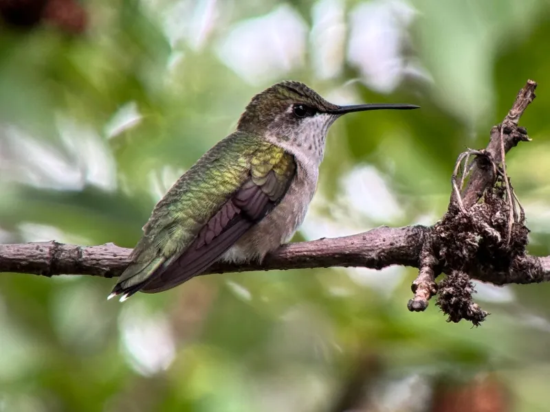 Trees And Shrubs Offer Convenient Resting Spots