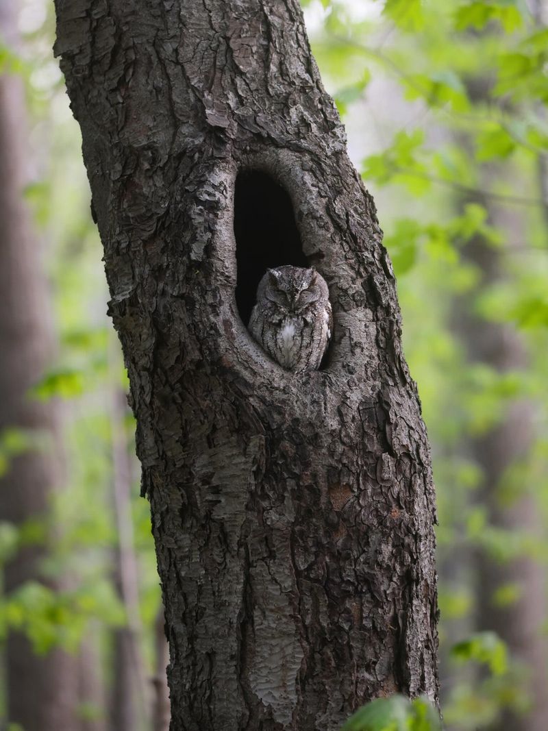 Trees Are Providing Shelter