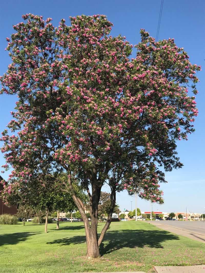 Trees Cool The Air Through Transpiration Alongside Shade